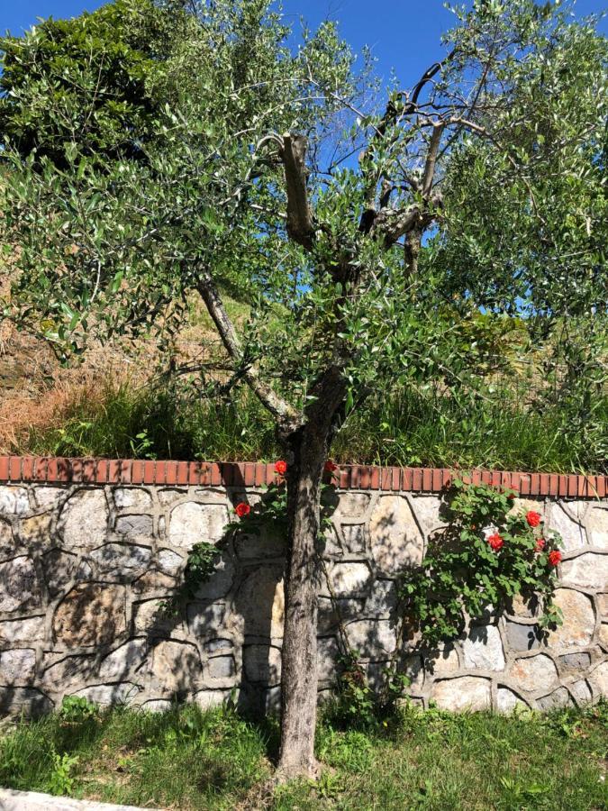 La Collina Di Albiro Affittacamere Arcola Dış mekan fotoğraf